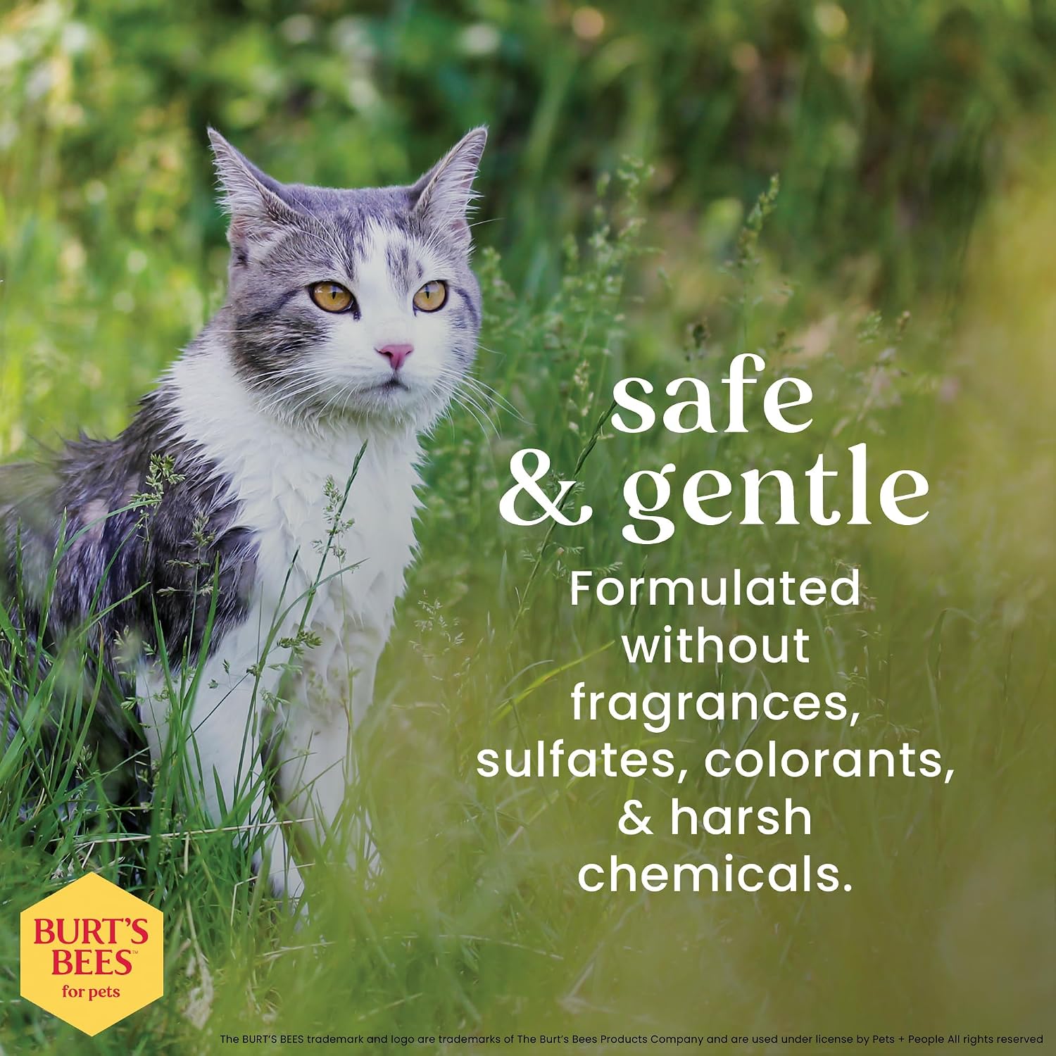 BURT'S BEES FOR PETS Hypoallergenic Cat Shampoo, Unscented, 10 Fl Oz, 2-Pk - Image 5