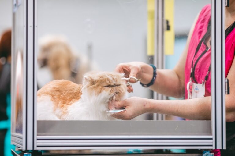 Transform Your Pet’s Look with These Grooming Essentials
