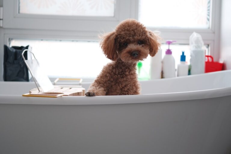 Why Quality Grooming Accessories Matter for Your Pets